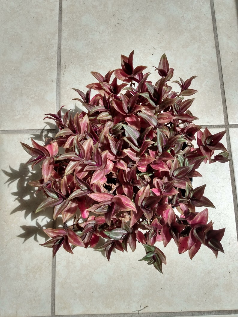 Mini Tradescantia Zebrina Plants + Free Cutting | Easy Care Indoor Houseplant | Tradescantia zebrina