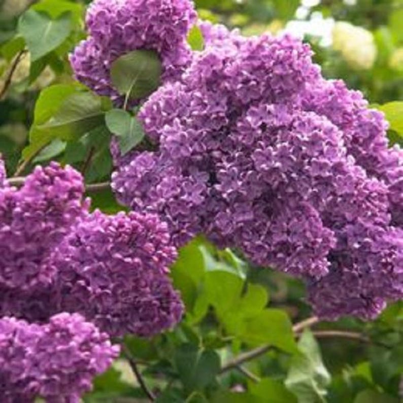 Lilac Bush Live Plant 4 Inch Tall Syringa vulgaris Fragrant Purple Blooms for Garden, Hedges & Borders