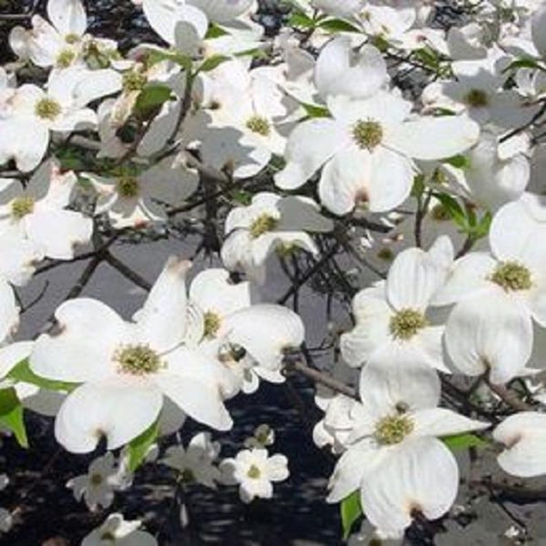 Dogwood Tree Sapling – Cornus florida – Multiple Varieties for Garden & Landscape Enhancement