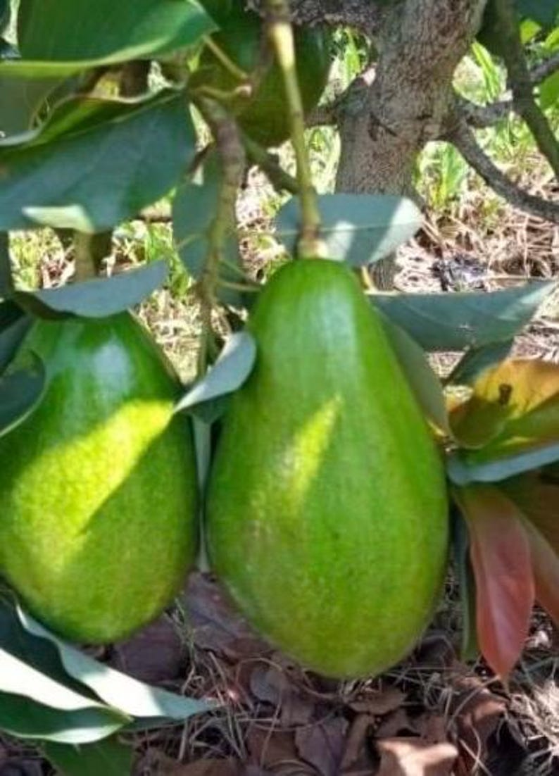 Donnie Avocado Tree in 6" Pot, Grafted Persea americana 'Donnie' - Indoor Patio Fruit Plant for Home Gardening