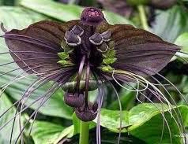 Bat Flower Plant 6" Pot | Black Tacca chantieri | Exotic Indoor Houseplant with Unique Bat-Like Blooms