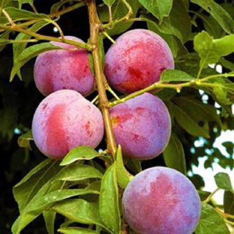 Plum Tree Potted Plant - 4 ft Tall Purple Varietal - Prunus domestica for Grafting & Small Gardens