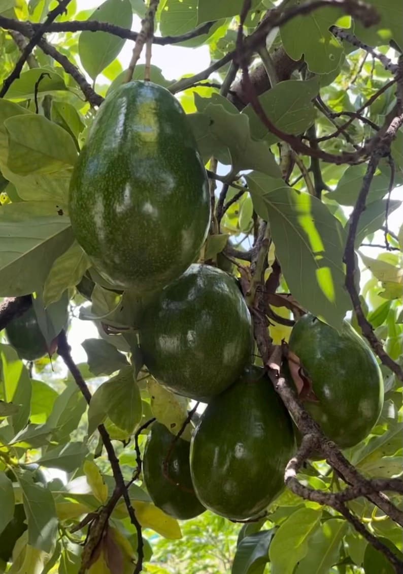 Catalina Avocado Tree Grafted in 6" Pot – Persea americana, Indoor/Patio Friendly Fruit Tree