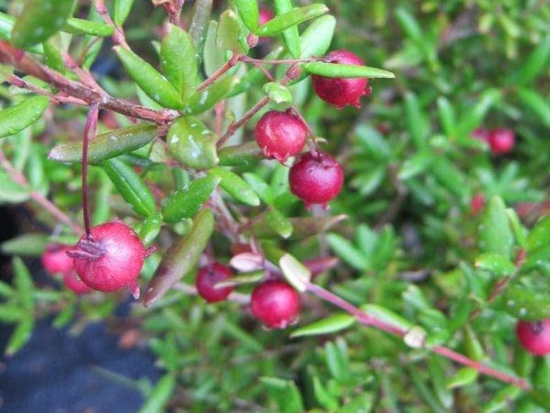 Chilean Guava Live Plant - Ugni molinae Starter in 6" Pot - Aromatic Evergreen Shrub with Edible Fruit