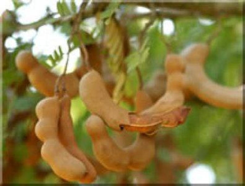 Tard Tamarind Tree 2-3 Feet Tall in 3 Gallon Pot | Tamarindus indica