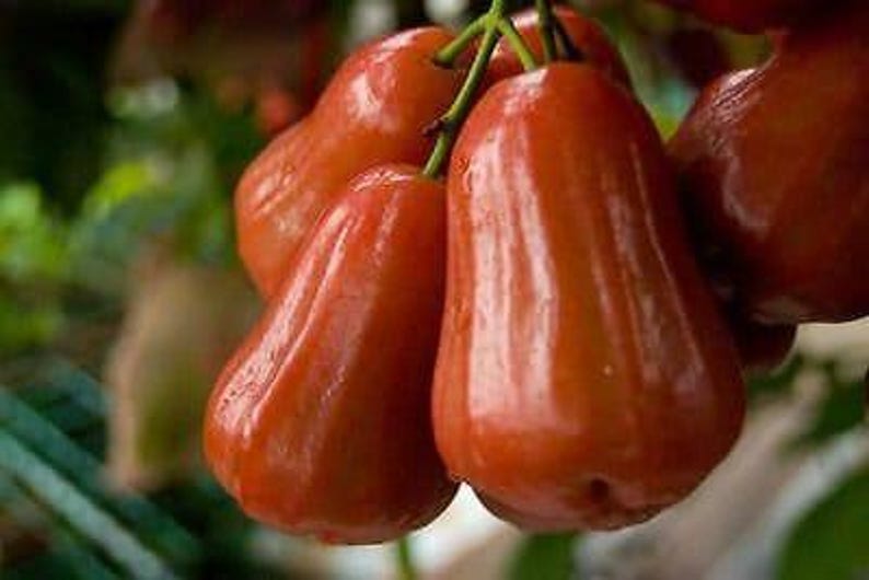 Red Rocket Wax Apple Tree 3-Gallon Pot - Syzygium samarangense, Edible Fruit, Drought Tolerant, Small Garden Plant