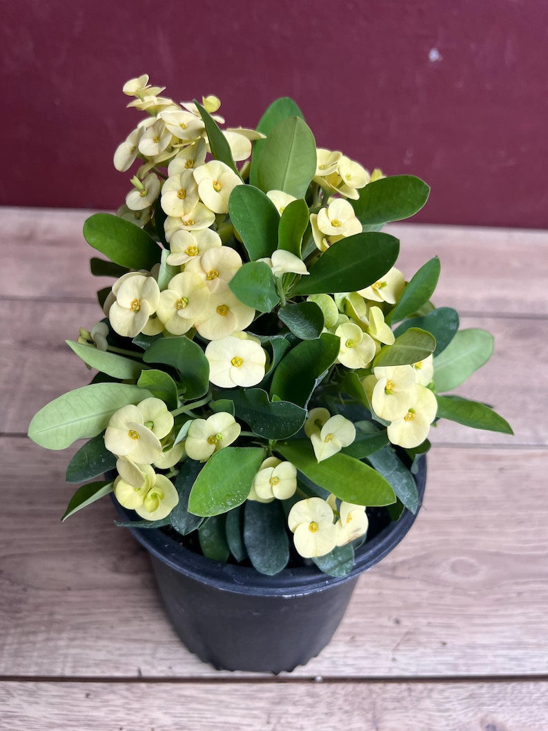 Yellow Crown of Thorns Plant in 6" Pot, Euphorbia milii, Drought-Tolerant Succulent with Bright Yellow Flowers