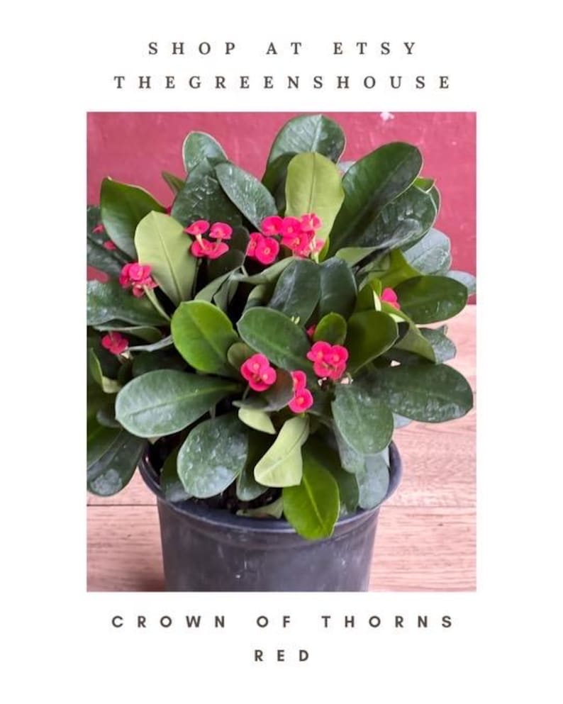 Crown of Thorns Plant 6" Pot Red Euphorbia milii Succulent with Spiny Stems Indoor Outdoor Decor