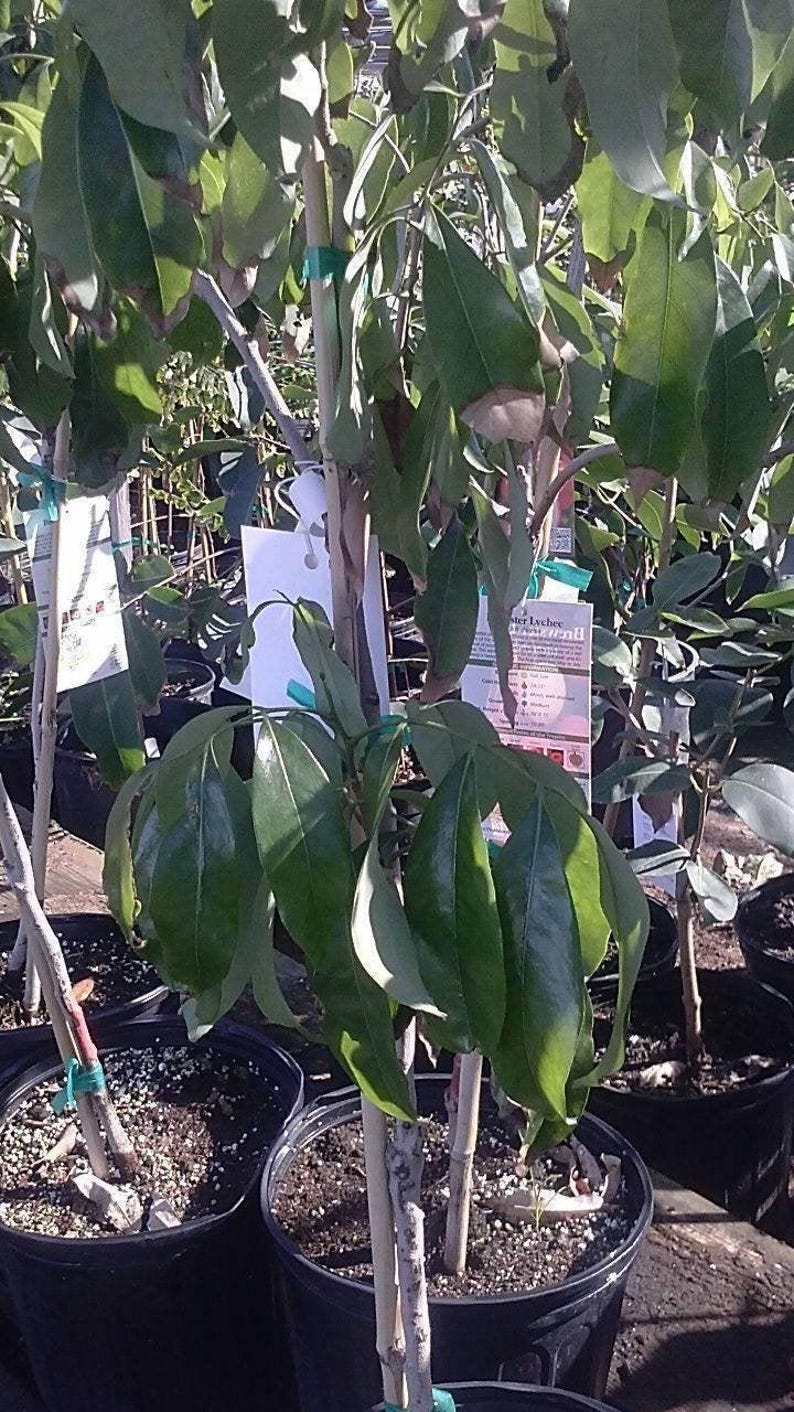 Sweet Heart Lychee Tree - Airlayered Live Plant in 3 Gal Pot