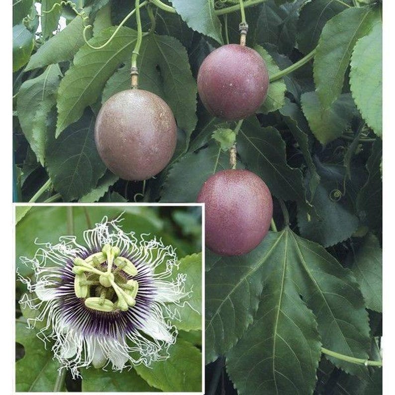 Purple Passion Fruit Plant - 1 Gal Pot - Purple Possum - Passiflora edulis - Self-Pollinating, Frilly Flowers, Vigorous Growth