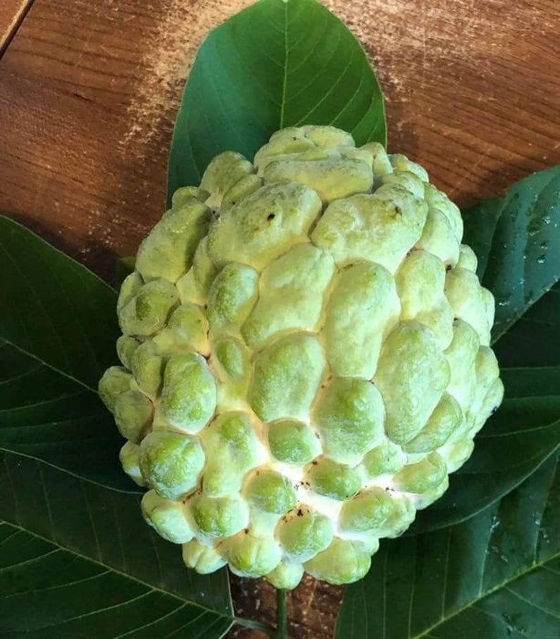 Priestly Atemoya Fruit Tree Live Plant in 6" Pot – Annona cherimola Hybrid – Small Garden Tree for Indoor & Outdoor Cultivation