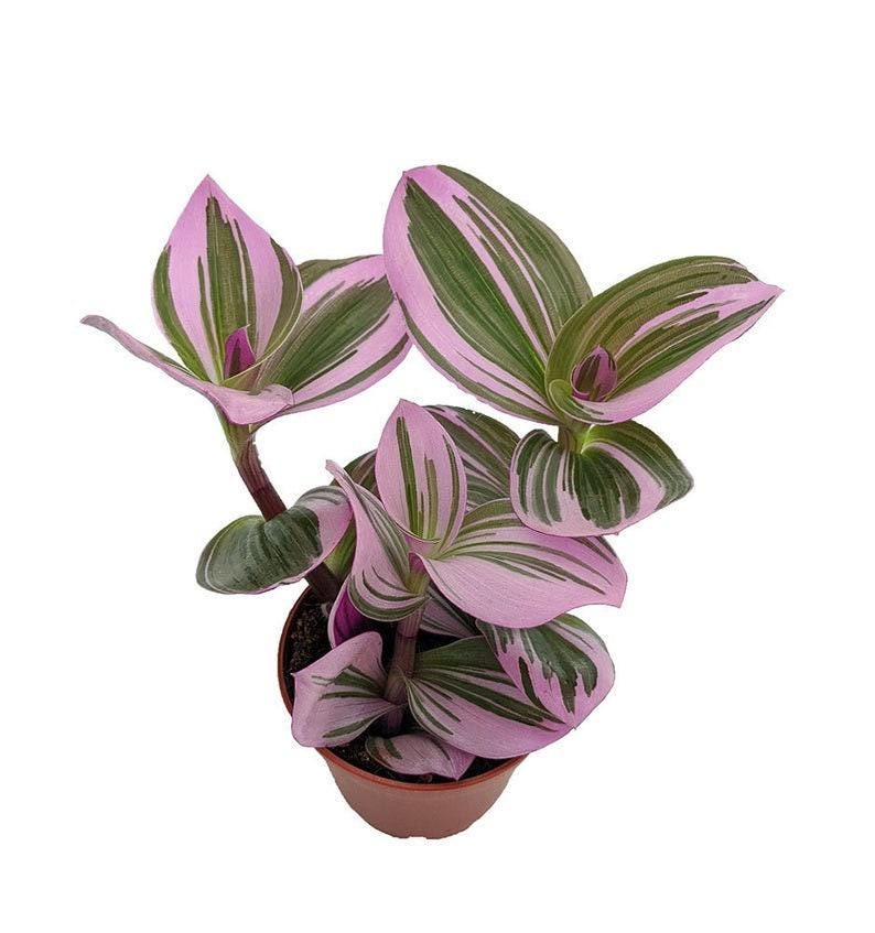 Rare Nanouk Pink Wandering Jew Plant - Tradescantia, Indoor Houseplant, 6-Inch Pot, Vibrant Pink and Green Foliage