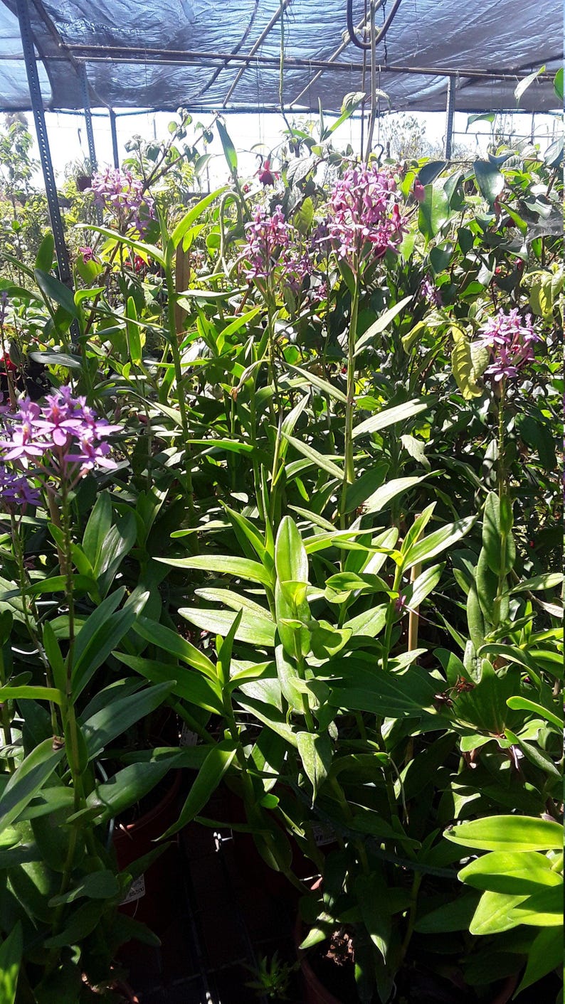 Purple Epidendrum Orchid Plant - 3" Pot - Vibrant Purple Blooms