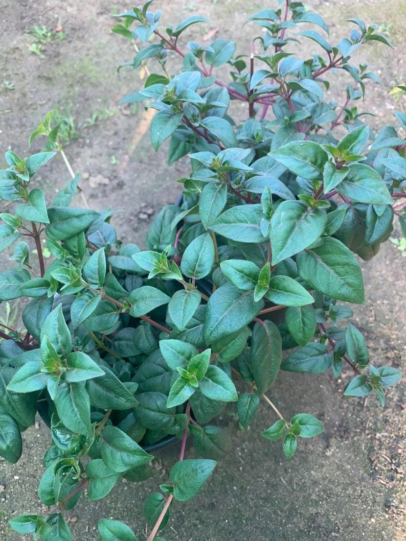 Fuchsia Blue Eyes Bush Plant - 1 ft Live Plant in 6" Pot - Fuchsia microphylla