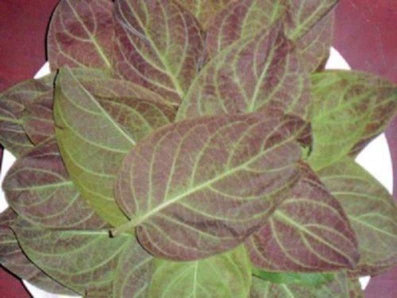 Lá M? Tam Th? Plant - Live Paederia foetida L in 3" Pot