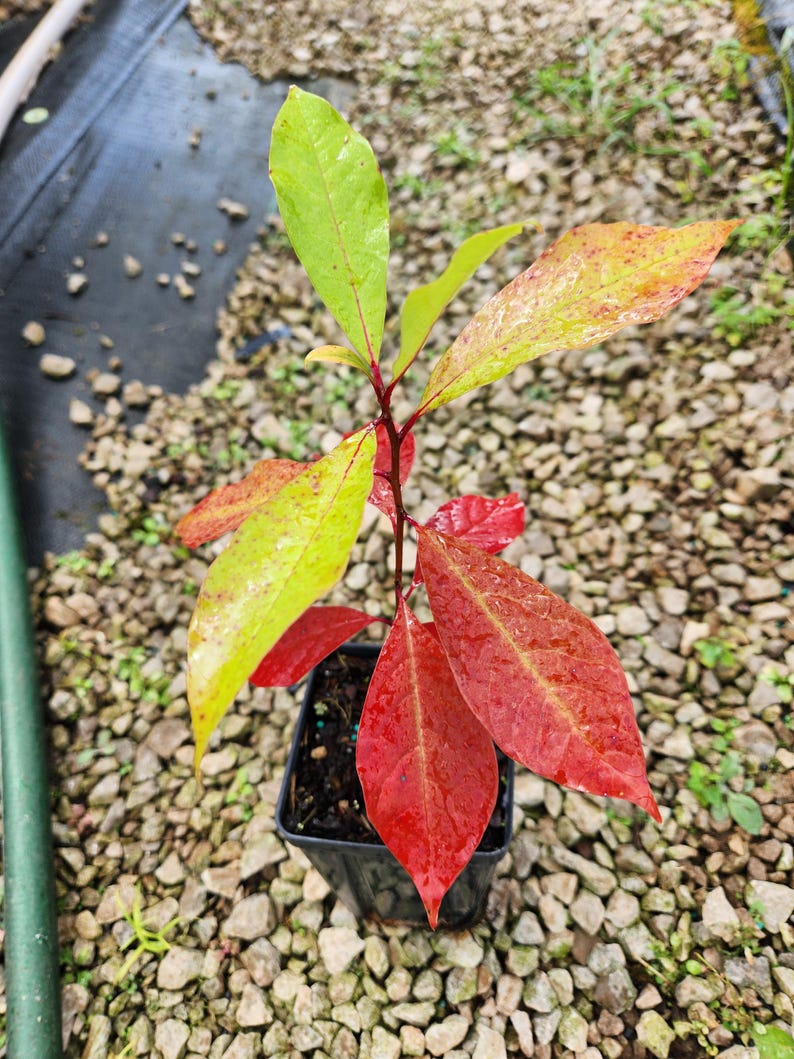 Blackgum Tree 4" Container Nyssa Sylvatica Native Tree with Stunning Fall Foliage, Zones 3-9