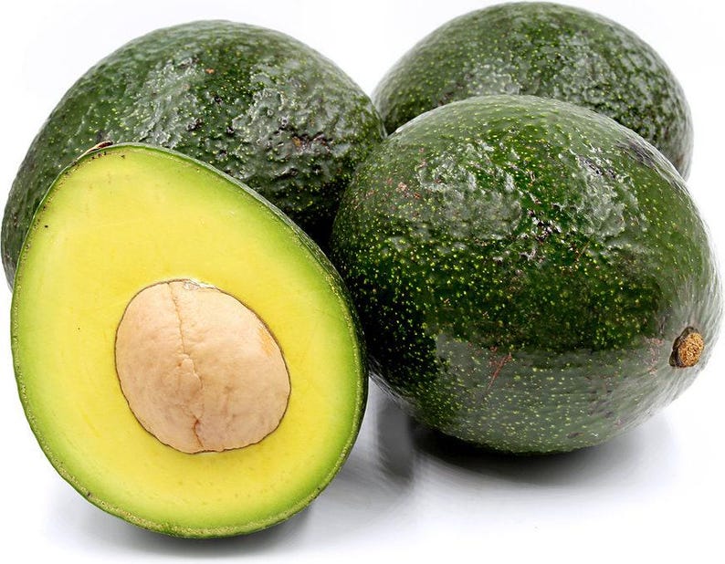 Grafted Reed Avocado Tree - 2 Feet Tall in 6" Pot - Persea americana Indoor/Outdoor
