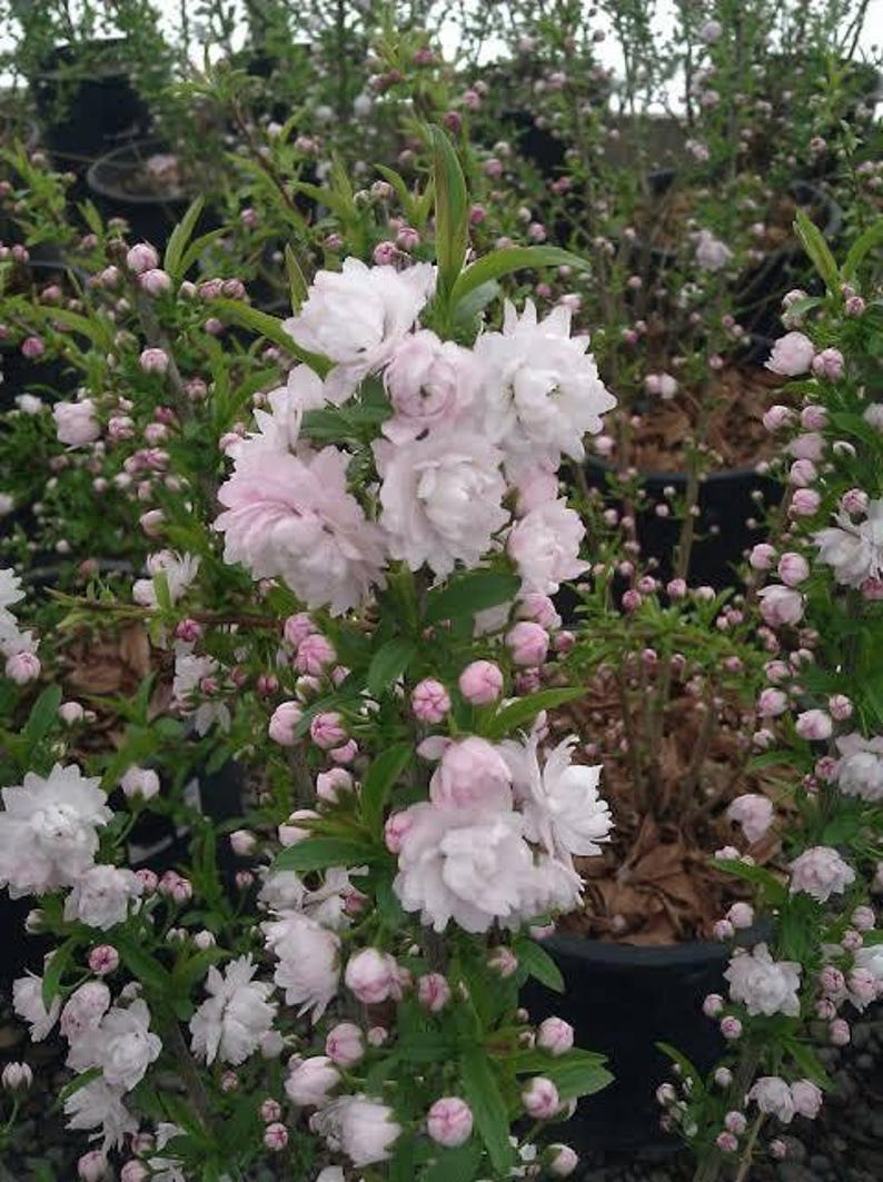 Dwarf Flowering Almond Plant 1ft - Prunus glandulosa 'Rosea Plena' in 6" Pot