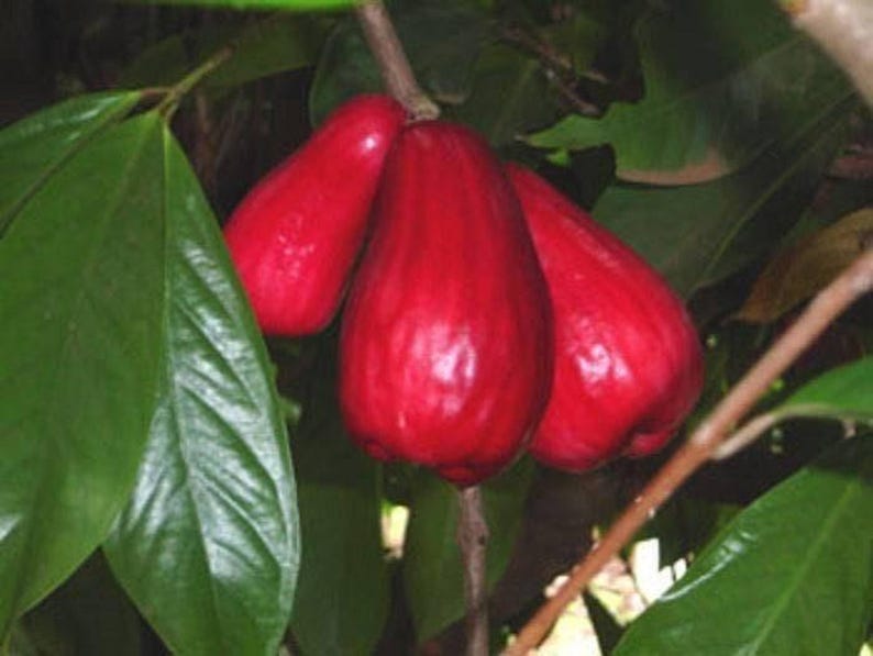 Malay Apple Tree - 3 Feet Tall in 3-Gallon Pot - Syzygium malaccense Tropical Fruit Tree with Juicy Red Pear-Shaped Fruits