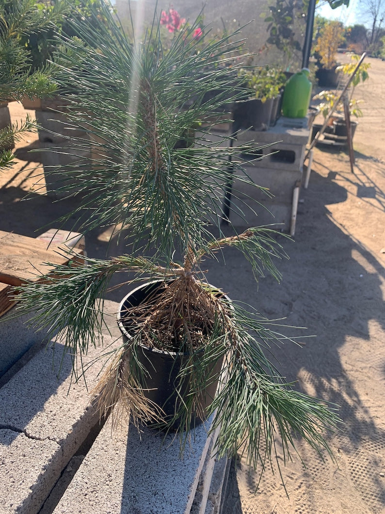Japanese Black Pine Bonsai Tree 6-Inch Pot, Dwarf Evergreen, Pinus thunbergii, Indoor Outdoor Plant