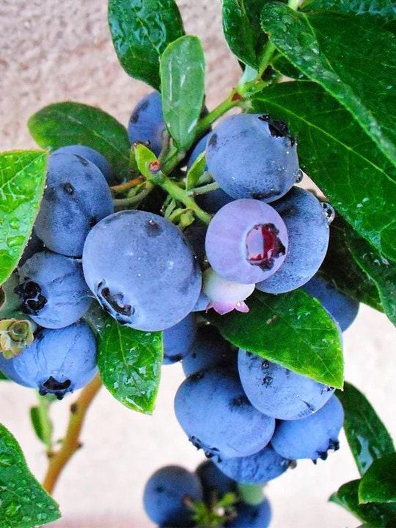 Emerald Blueberry Plant - 6" Pot Vaccinium corymbosum Early Ripening Berries, Compact, High-Quality, Low Chill
