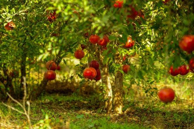 Wonderful Pomegranate Tree - 3 Gal Pot - Punica granatum 'Wonderful' - Juicy Red Fruit & Ornamental Flower