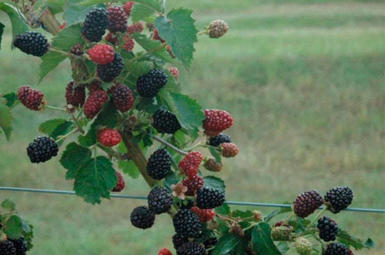 Prime-Ark Freedom Blackberry Plant - 6" Pot - Everbearing, Disease-Resistant Rubus fruticosus