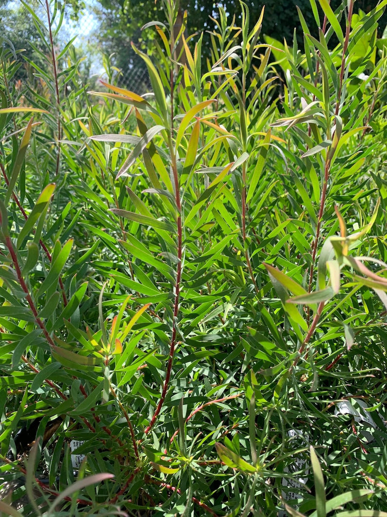 Leucadendron 'Chief' Live Plant in 6" Pot, South African Shrub with Red Growth & Winter Bracts