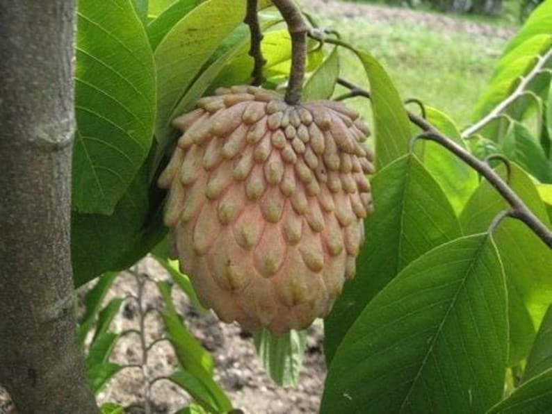 Lisa Atemoya Fruit Tree - 1ft Grafted Live Plant in 6" Pot - Fresh from Our Garden - Annona squamosa Hybrid