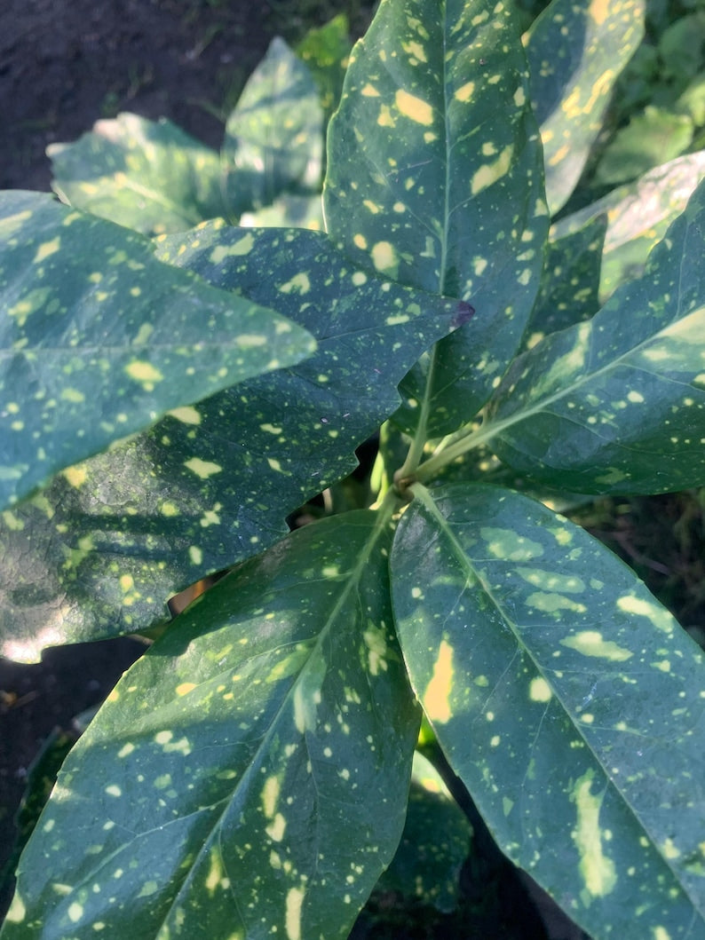 Gold Dust Plant 1-2 Feet in 6-Inch Pot Aucuba japonica 'Variegata' with Variegated Green and Yellow Leaves
