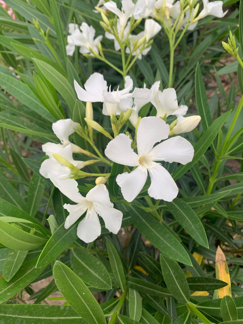 White Nerium Oleander Live Plant in 6" Pot - Full Sun Hardy, 1-2 Feet Tall