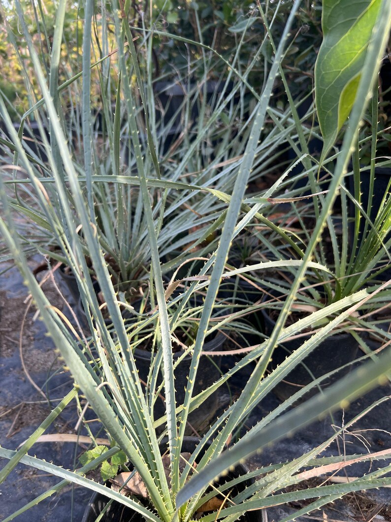 Dasylirion Wheeler Live Plant in 6" Pot - Green Desert Spoon, Drought-Tolerant Succulent, Xeriscape, Rock Garden Plant