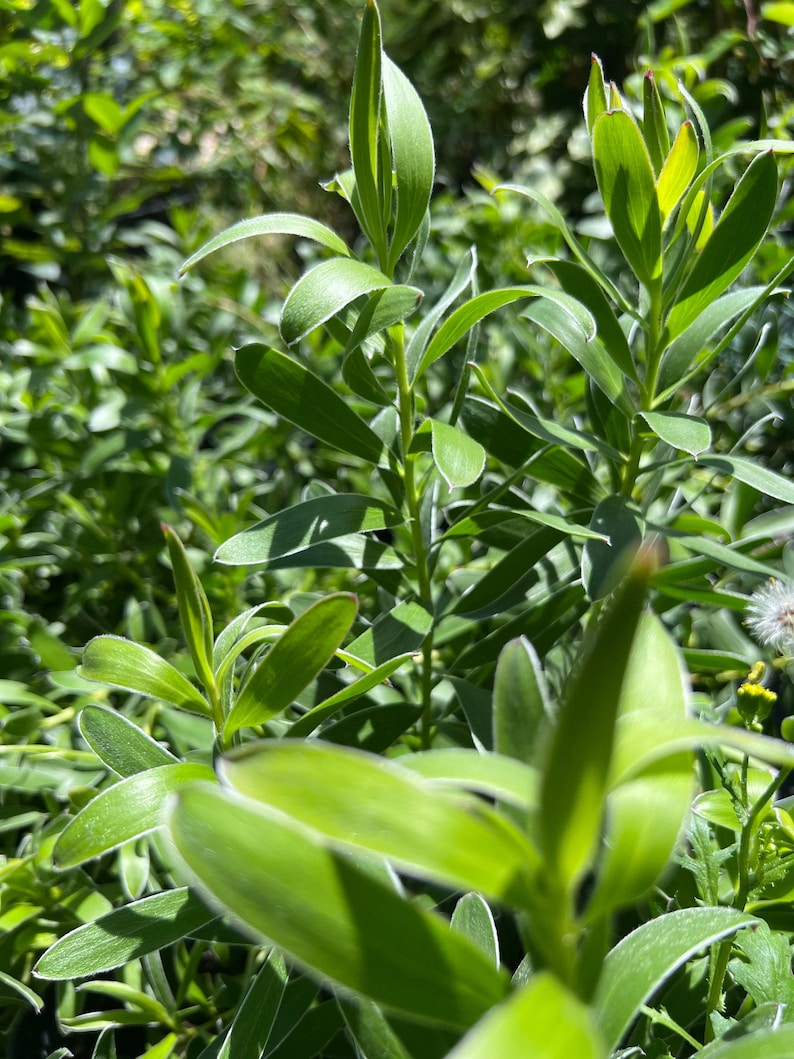 Leucadendron Safari Gold-Strike Live Plant - 1ft in 6” Pot with Bright Yellow Winter Foliage