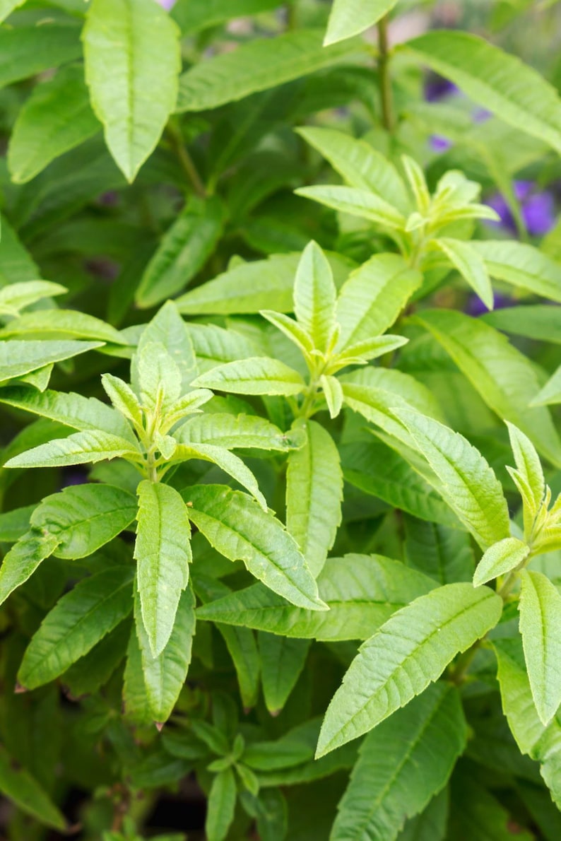 Lemon Verbena Plant in 6" Pot - Aromatic Herb for Culinary & Indoor Use - Aloysia triphylla