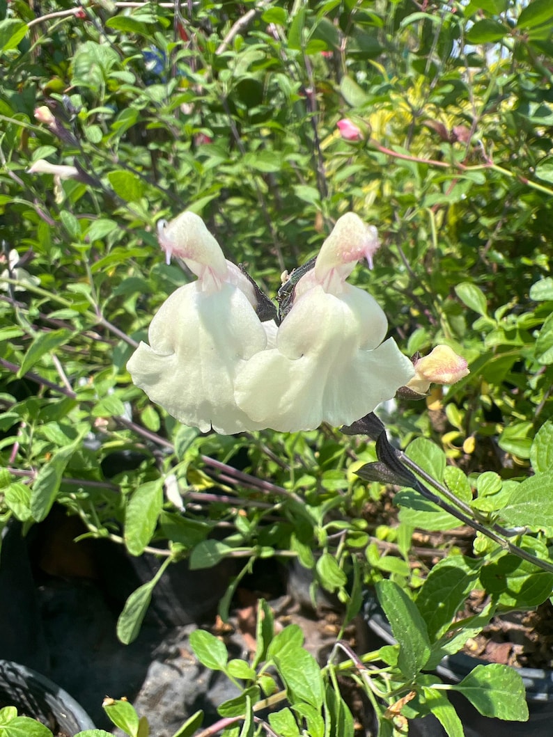 Salvia Plant 6-Inch Pot Glimmer Cream Flowers Live Salvia microphylla x greggii Garden Plant