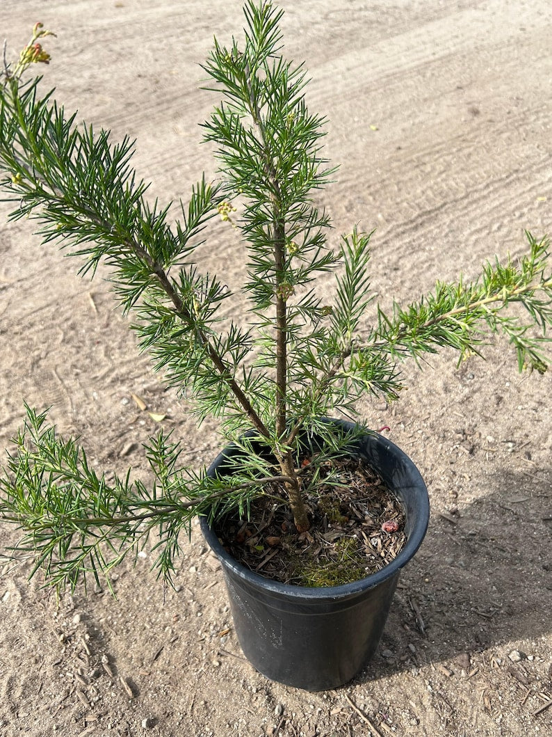 Grevillea 'Pink Pearl' Live Plant in 1-Gallon Pot – Pink Curly Flowers, Full Sun Tolerant, Drought-Resistant, Pollinator Attracting