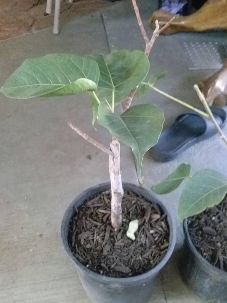 Bodhi Plant in 6-Inch Pot | Ficus Religiosa Sacred Fig Tree for Bonsai & Meditation | Live Rare Indoor Plant