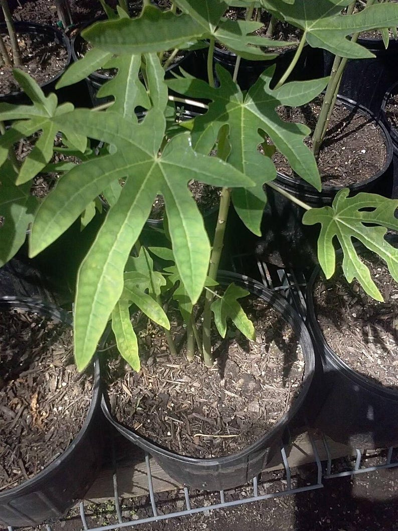 Mexico Papaya Plant - 1' Tall in 6" Pot - Carica papaya Tropical Fruit