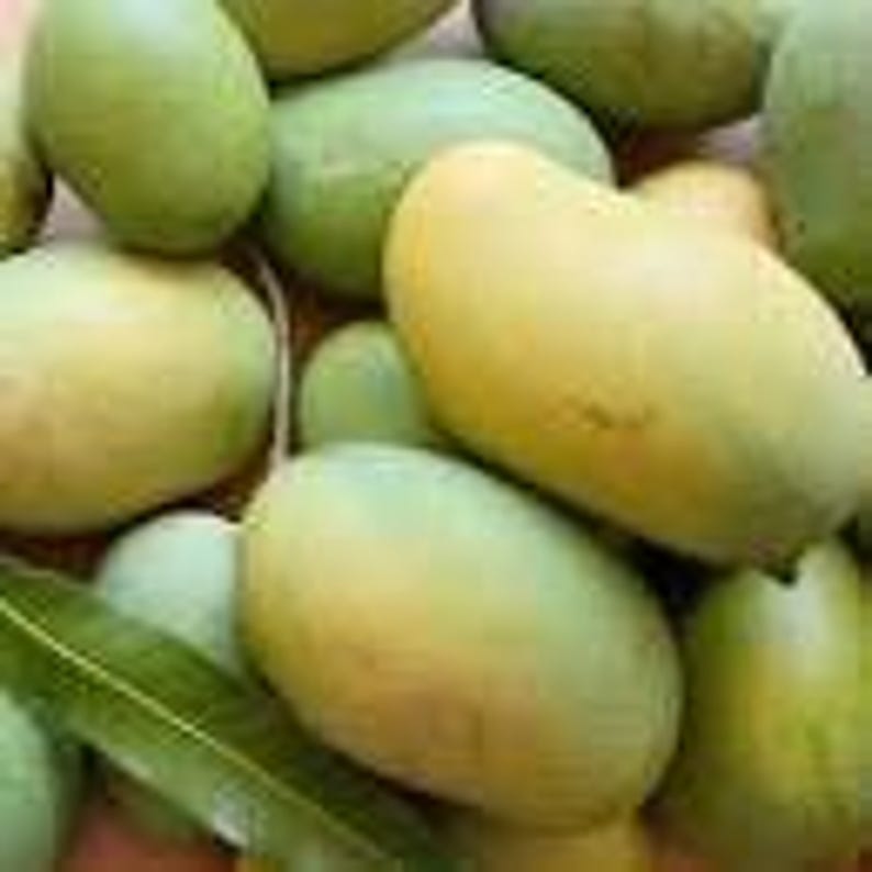 Mallika Mango Tree Live Plant - 1 to 2 Feet Tall Grafted Mangifera indica in 3-Gallon Pot