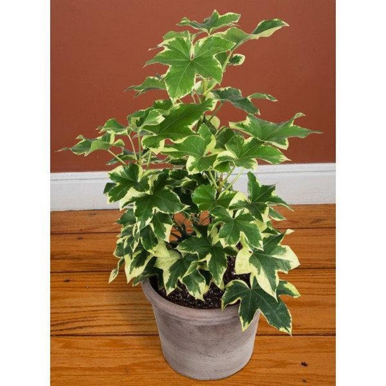 Variegated Tree Ivy Plant - 1 Foot Tall in 6" Pot - Fatshedera lizei variegata - Low Light Indoor Houseplant