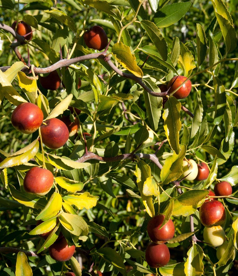 Contorted Jujube Tree - Grafted 3Gal Pot - Edible Fruit & Ornamental Branches