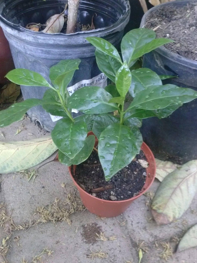 Coffee Bean Plant in 3" Pots | Coffea Arabica Live Plants Set of 2-3 with Healthy Roots