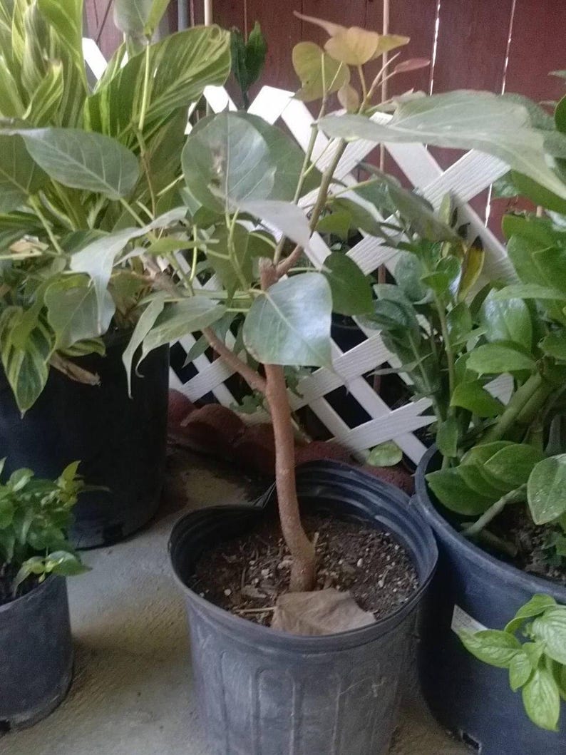 Bodhi Plant Ficus Religiosa - 2 Feet Tall Sacred Fig Tree in 3 Gal Pot - Ideal for Bonsai
