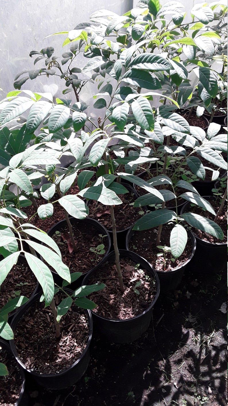Longan Live Plant - 1-2 Feet Tall Air Layered Tree - Dimocarpus longan - Tropical Fruit Tree in 1-Gallon Pot