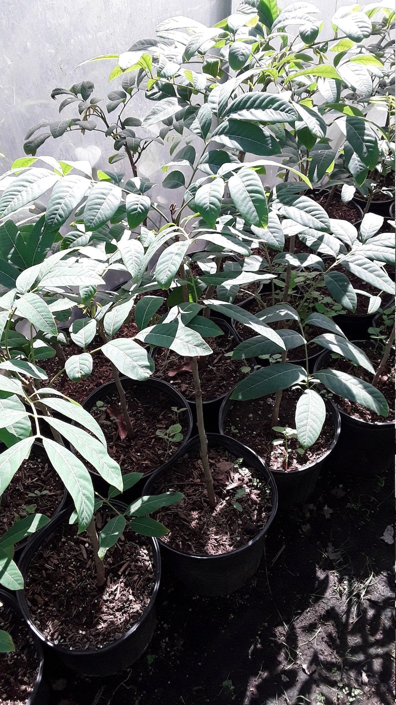 Longan Live Plant 1-2 Ft Tall - Air Layered Dimocarpus longan Tree in 1 Gal Pot