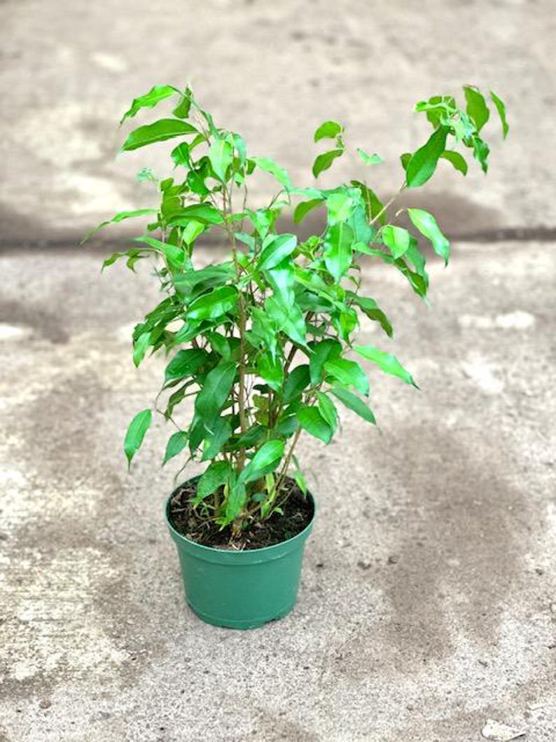 Ficus Benjamina Midnight - 1ft Indoor Plant in 6" Pot