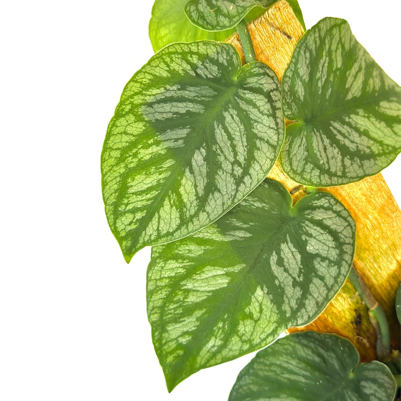 Monstera Dubia Live Plant | Shingle Climbing Houseplant with Silver Variegation | Tropical Indoor Rooted Starter Plant