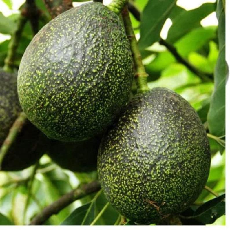 Grafted Gem Avocado Tree - 3 to 4 Feet Tall - Persea americana 'Gem' - Fruit-Producing, Low Maintenance Plant