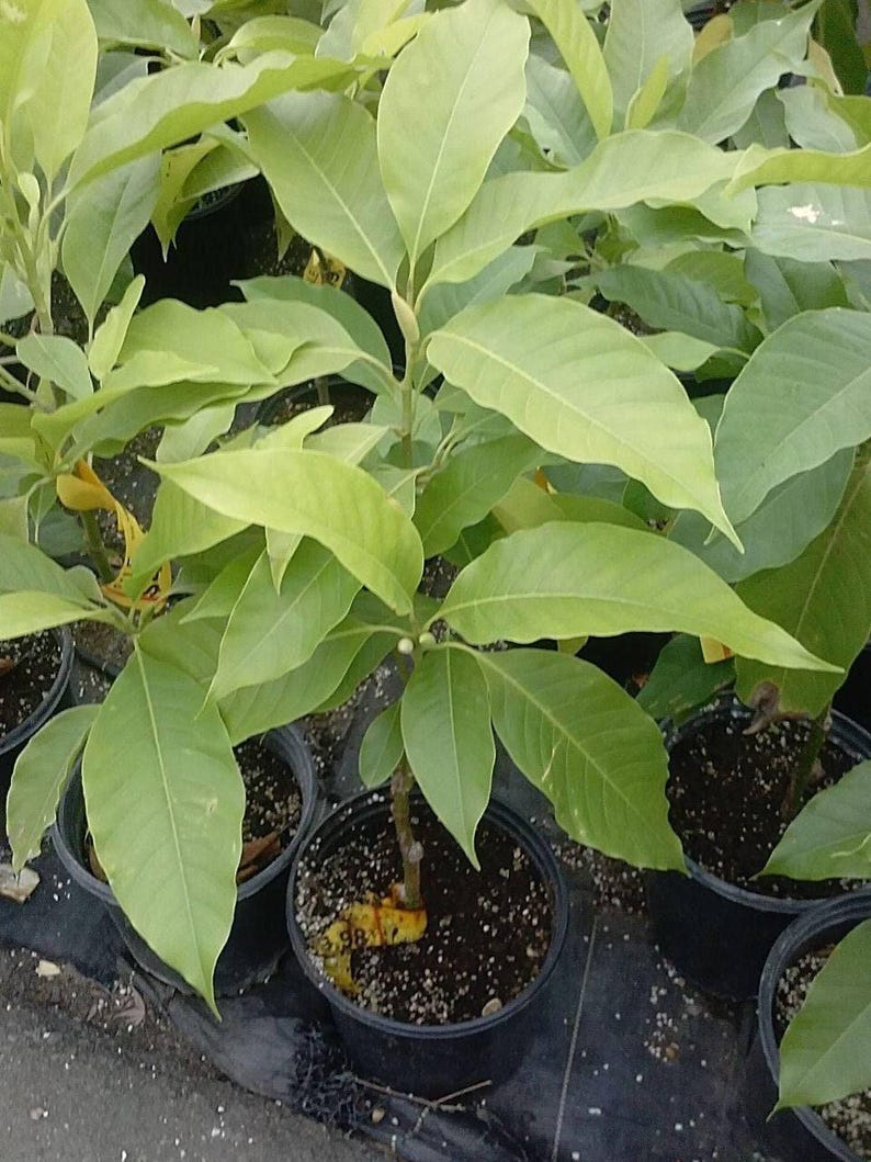 White Champaca Tree 2 ft Grafted Air Layered Michelia alba in 3 Gal Pot