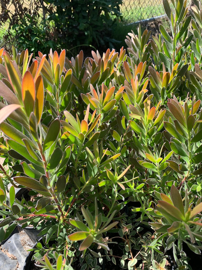 Leucadendron Safari Sunset Live Plant in 1 Gallon Pot – Red Floral Bracts, Evergreen Shrub, Full Sun to Part Shade